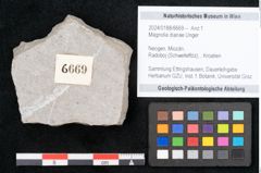 Foto (Objekt + Etikett) von Magnolia dianae Unger (NHMW-GEO-2024-0188-6669)